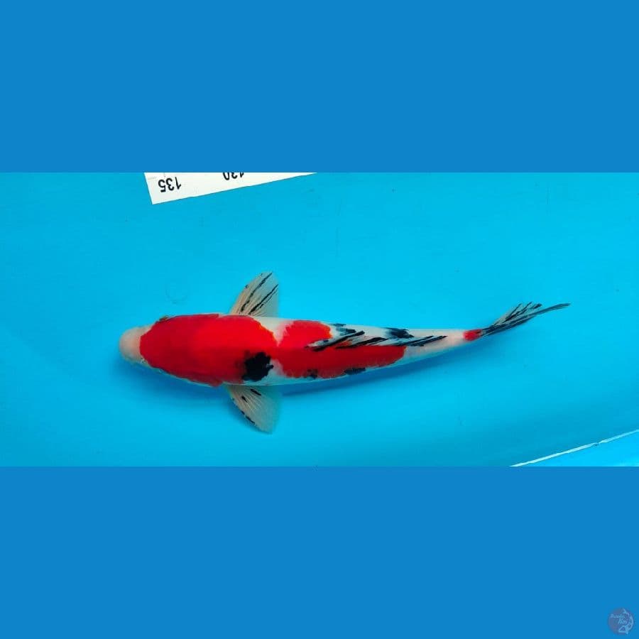 sanke 33 cm