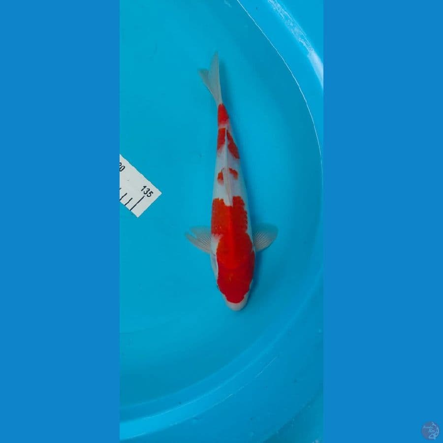kohaku 34cm