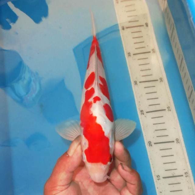 KOHAKU ABSTRAK