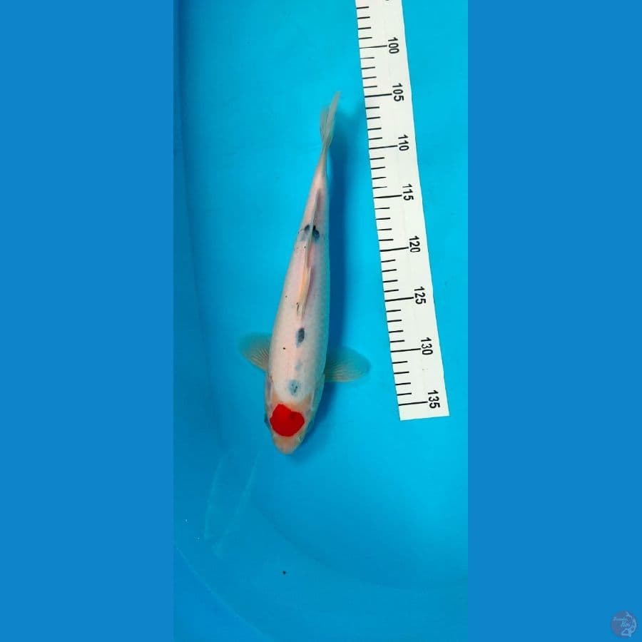 tancho sanke 32cm