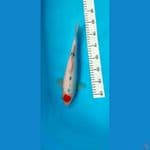 tancho sanke 32cm
