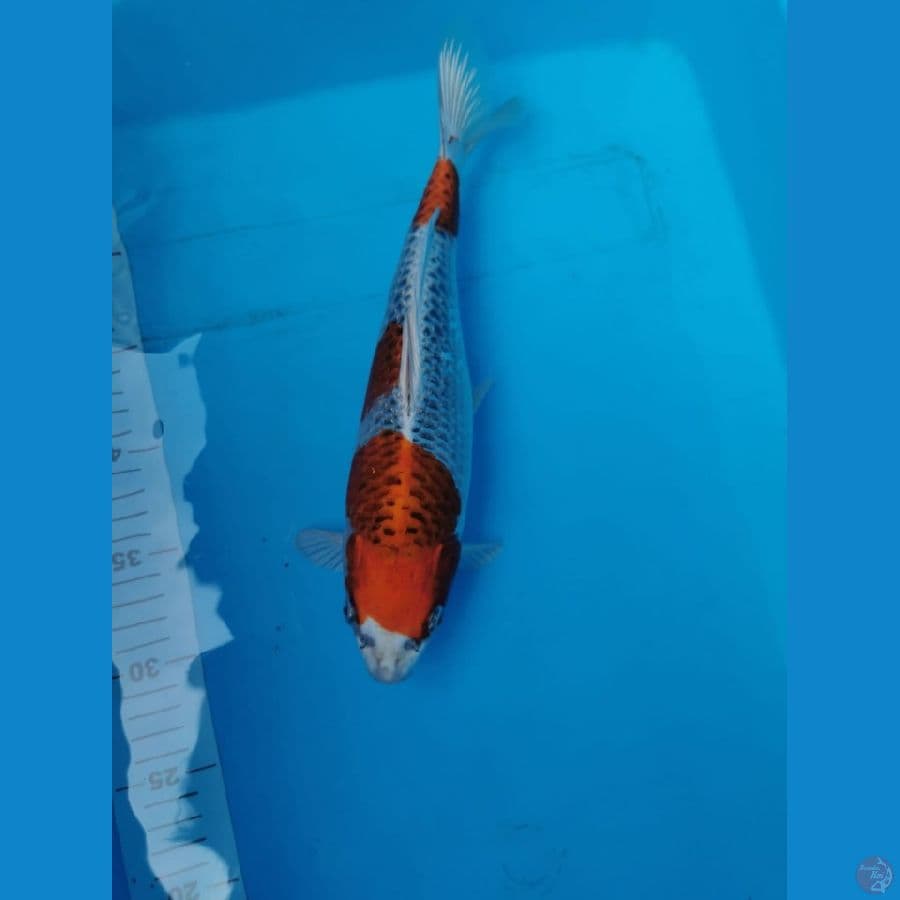 Kujaku 29 cm Show Quality skin bersih