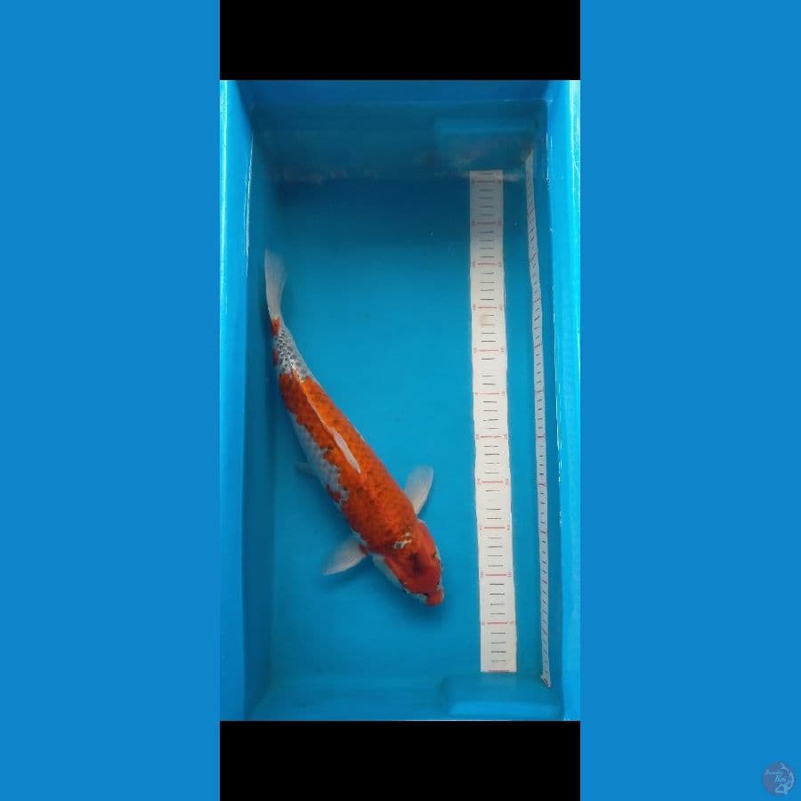 Goshiki 40 cm Male