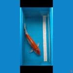 Goshiki 40 cm Male