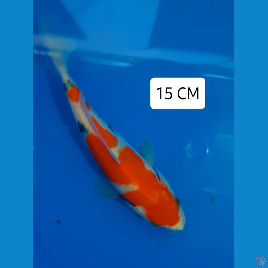 Sanke 15 CM