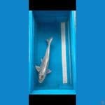 KIKO 40 cm Male