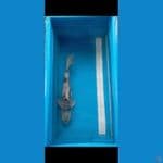Hage Utsuri 40 cm Male