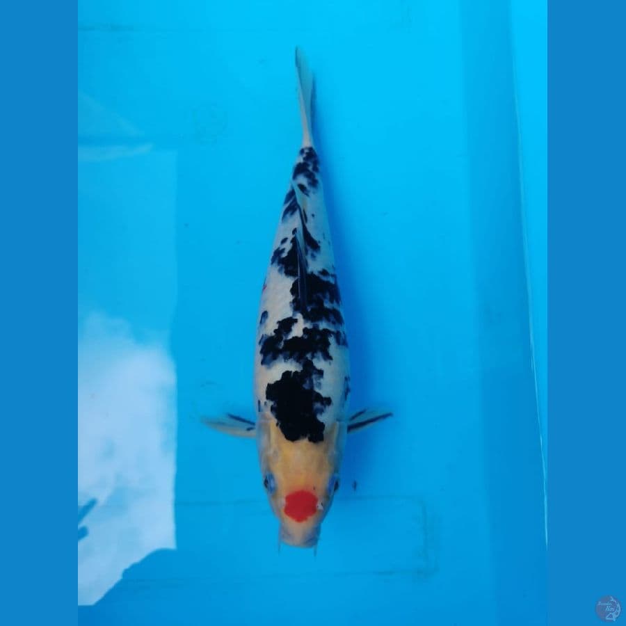 Tancho Sanke 32 cm