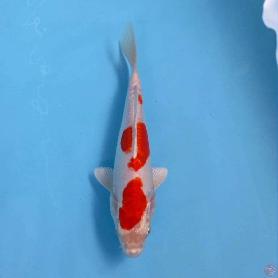 kikushui, 21 cm