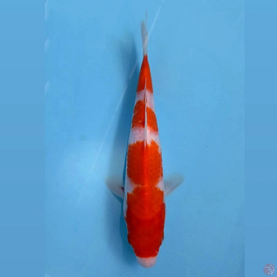kohaku, 22 cm