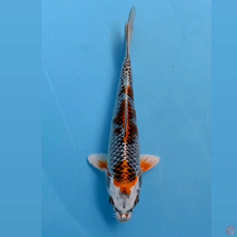 kujaku, 21 cm