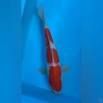 kohaku strong