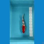 sanke 30cm