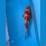 kohaku strong