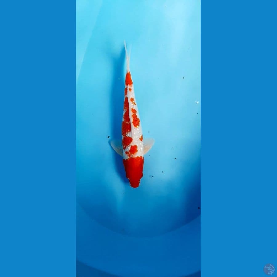 kohaku ginrin male