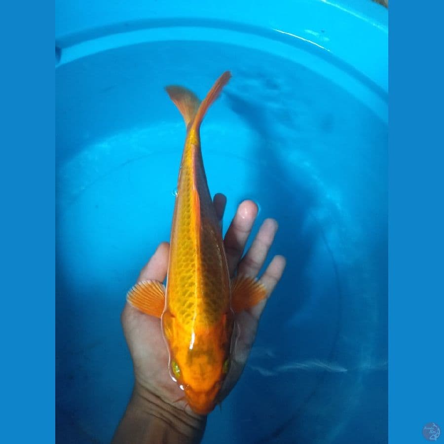 kin matsuba 28 cm