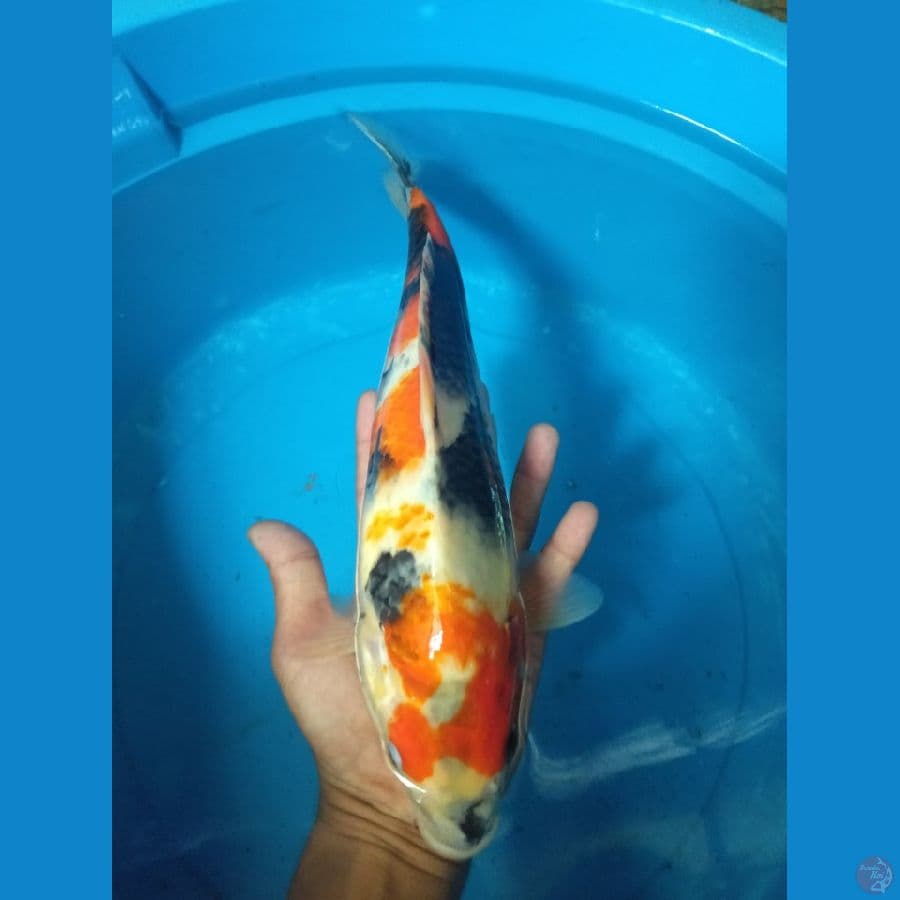 showa bulky 33 cm