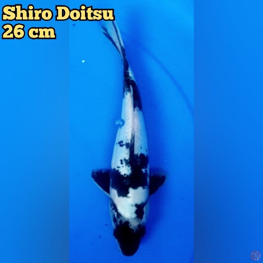 Shiro Doitsu 26 cm