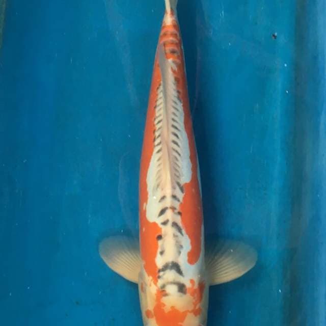 Shuzui yamaju serti
