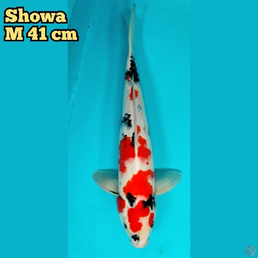 Showa Jantan 41 cm