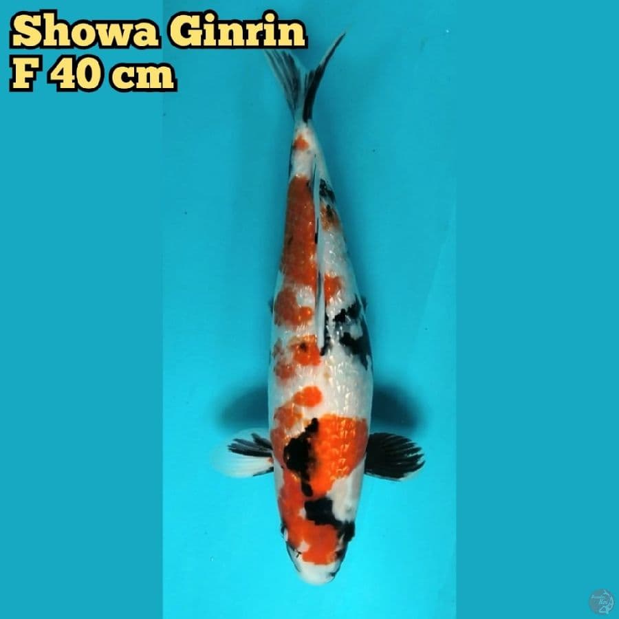 Showa Ginrin F40 cm