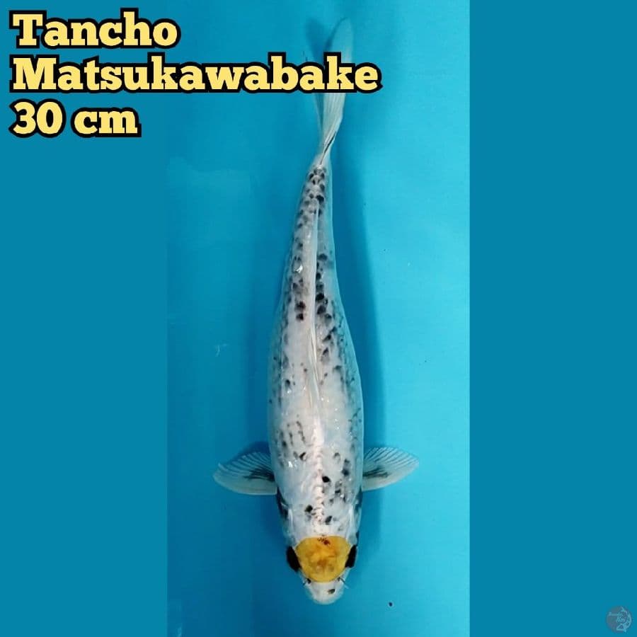 Tancho matsukawabake 30 cm