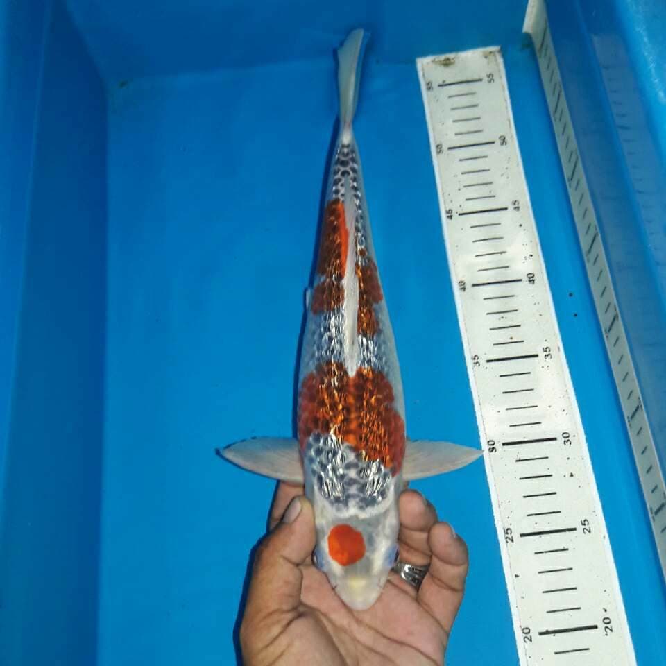 Goshiki full ginrin bersih