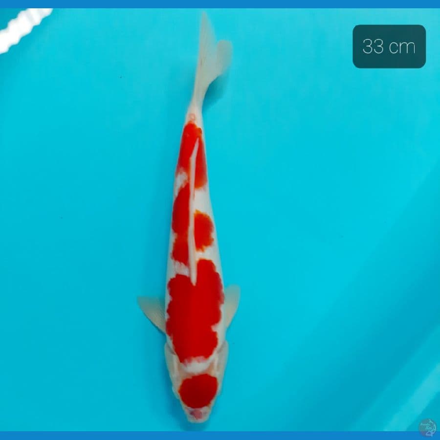 maruten 33 cm
