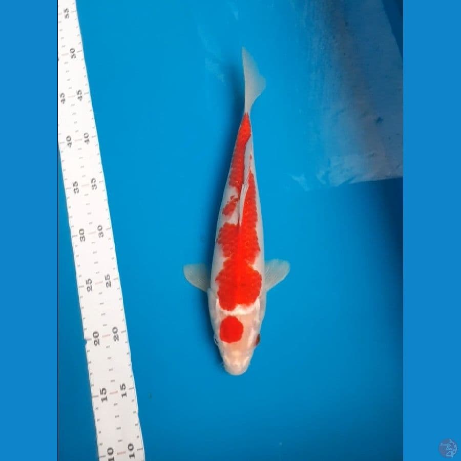 Ai goromo 30cm