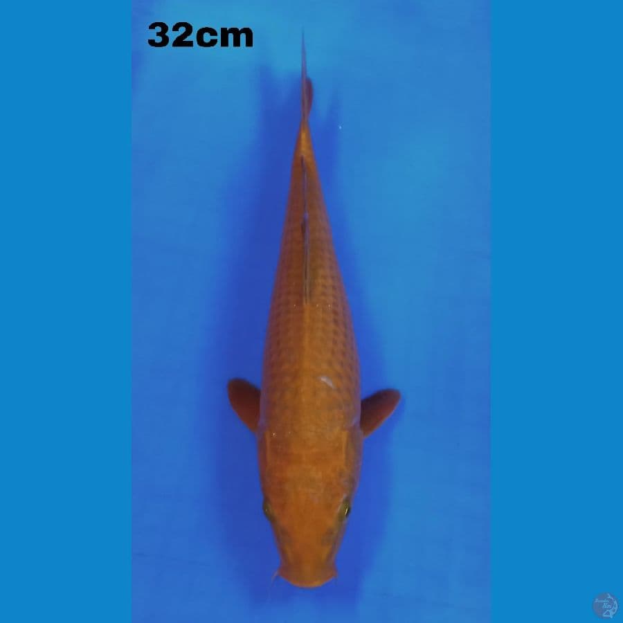 chagoi 32cm
