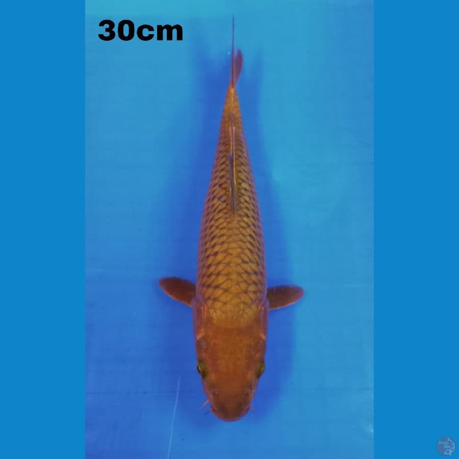 chagoi 30cm