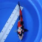 showa 37 cm