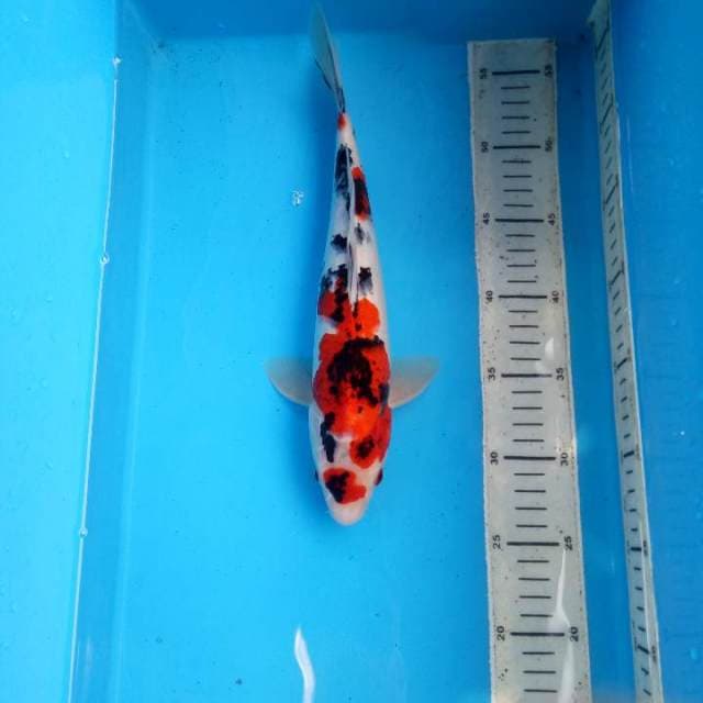 Goromo sanke antik merah merona