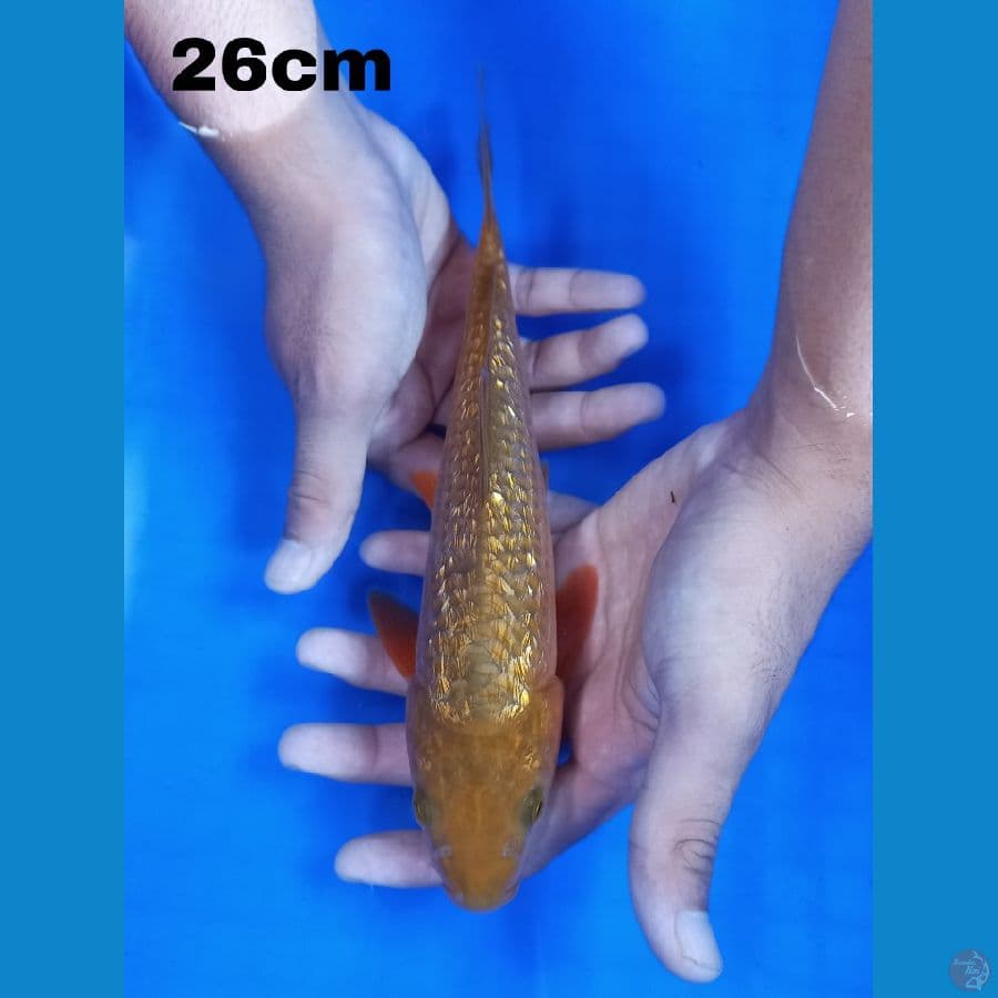cagoi 26 cm l16""