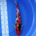 showa jantan 43 cm