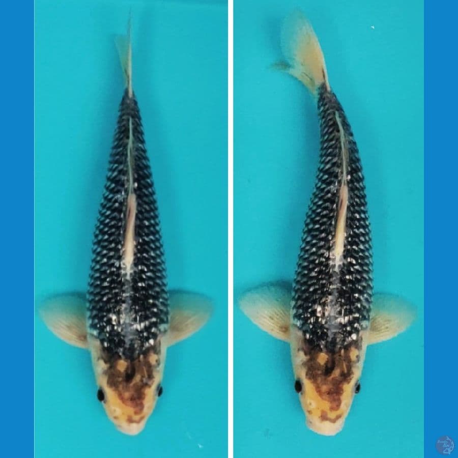 suminagashi ginrin 33cm male