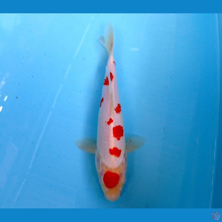 kohaku sakura 22cm