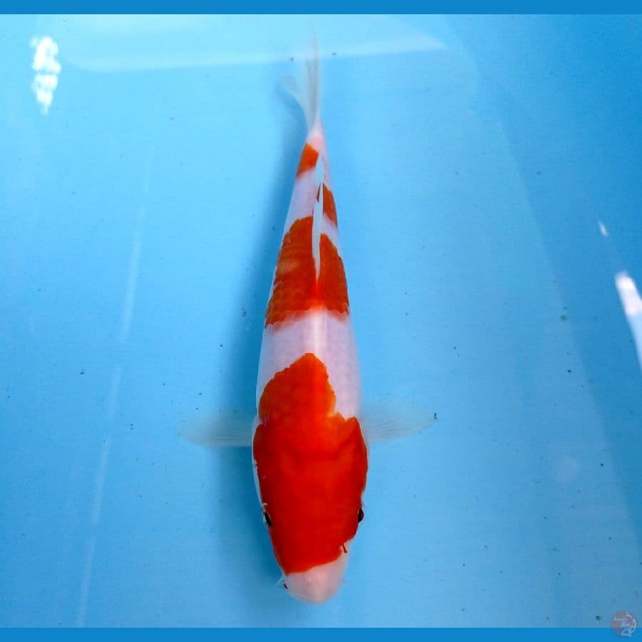 kohaku 20 cm
