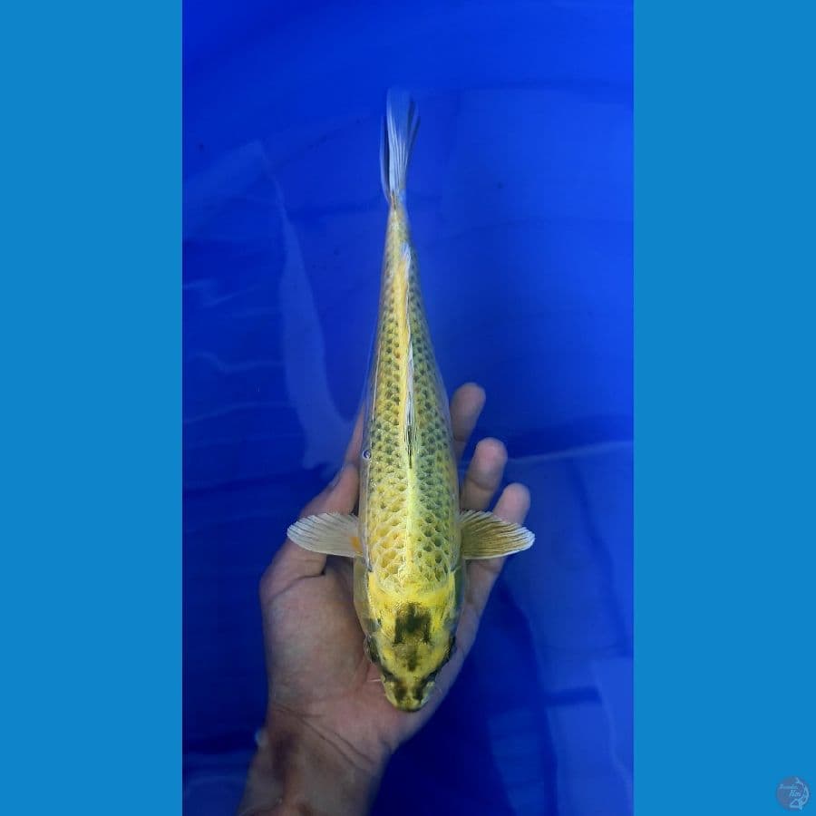Kin Ki Utsuri 26cm