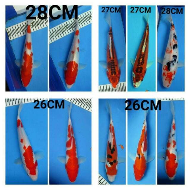 MIX KOI