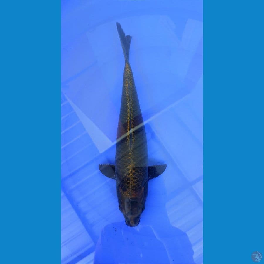 Kawarimono 37cm