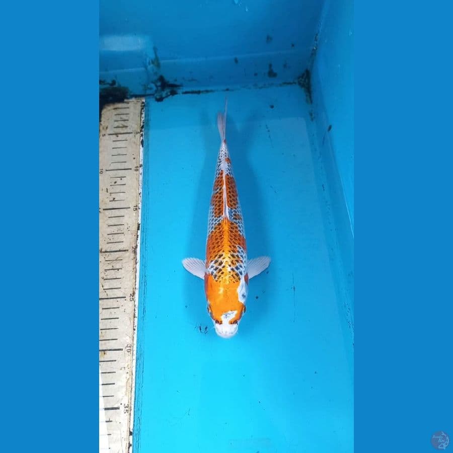 Kujaku 27cm