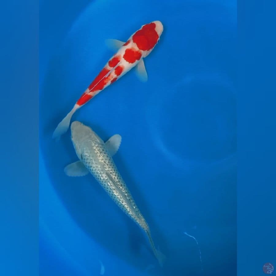 Kohaku feat Soragoi 28-30cm