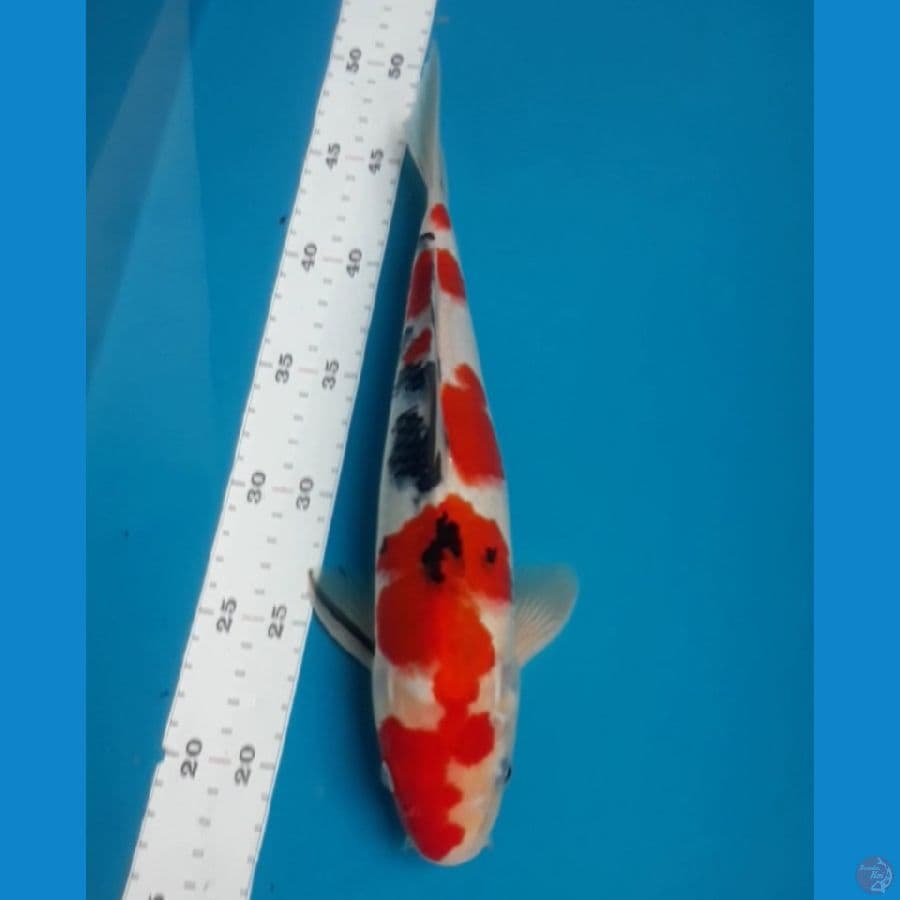 Sanke 30 cm Male