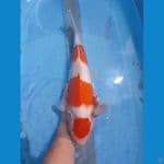 Kohaku Betina 42cm
