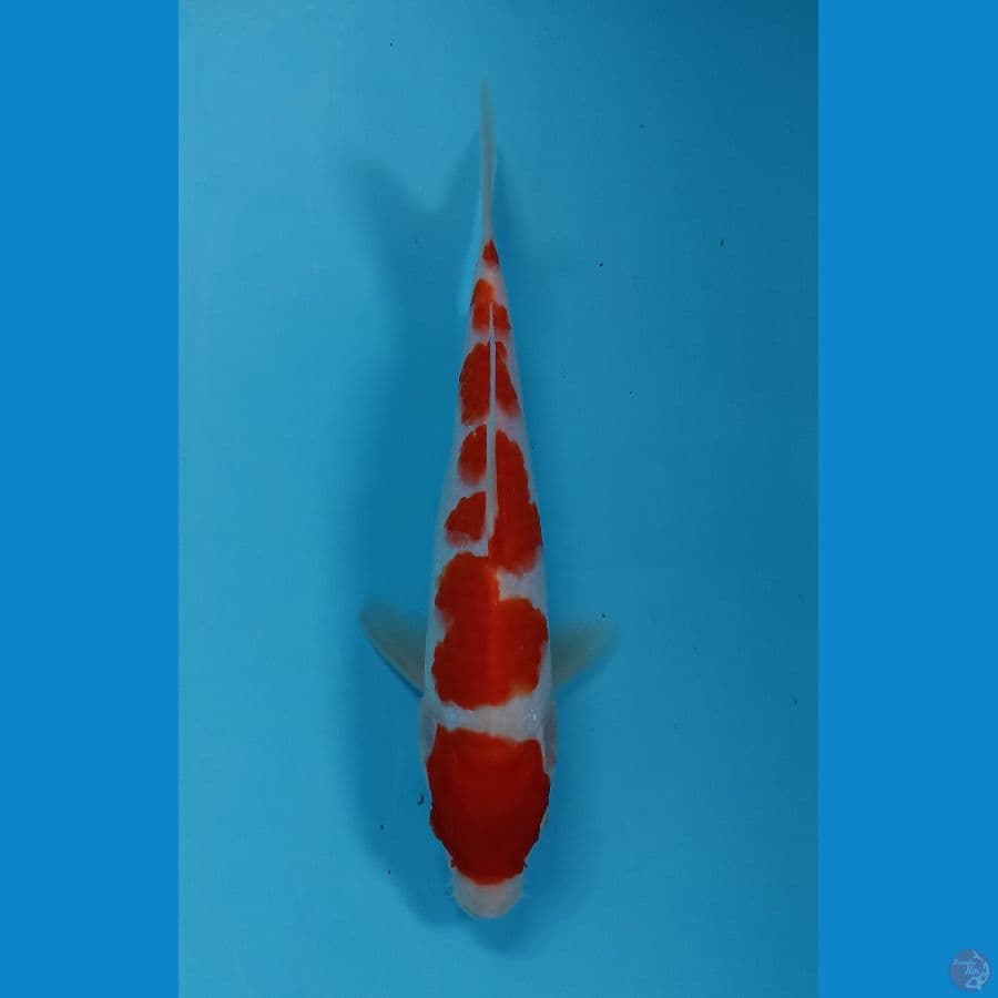 kohaku 23cm