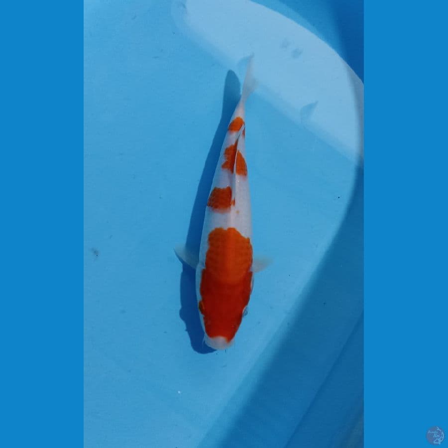 kohaku 26cm