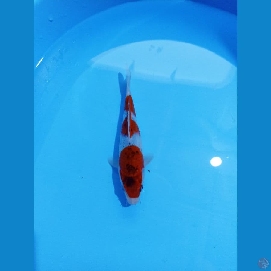 goshiki 21cm
