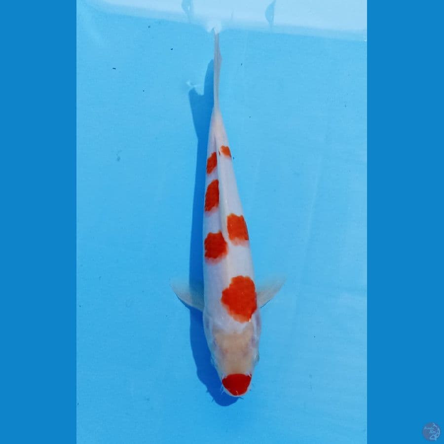 kohaku 28cm