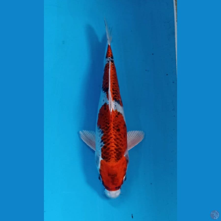 kujaku 20cm